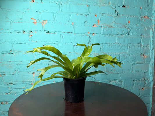Bird’s Nest Fern 4”