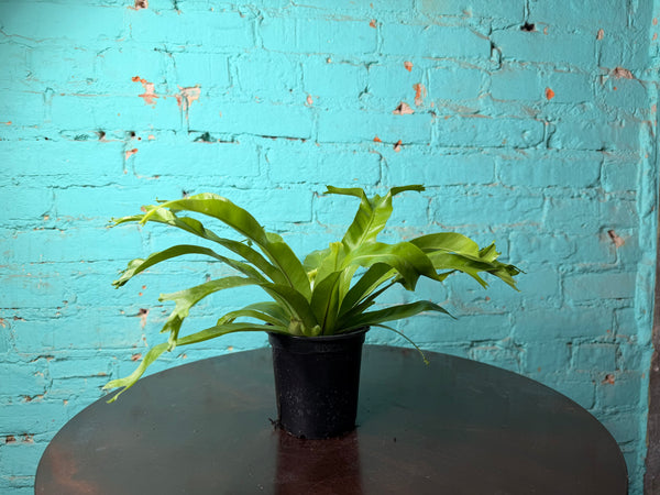 Bird’s Nest Fern 4”