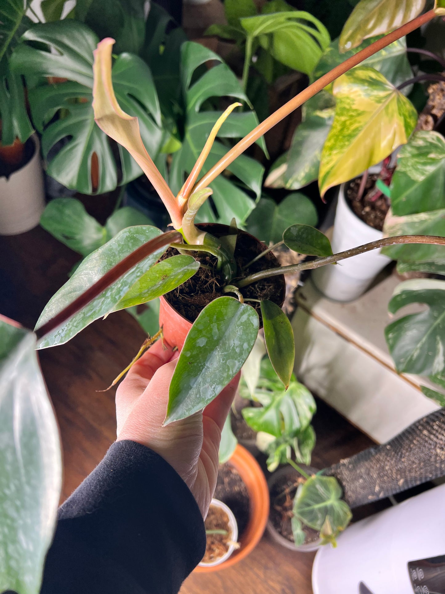 Philodendron Mayoi 6”