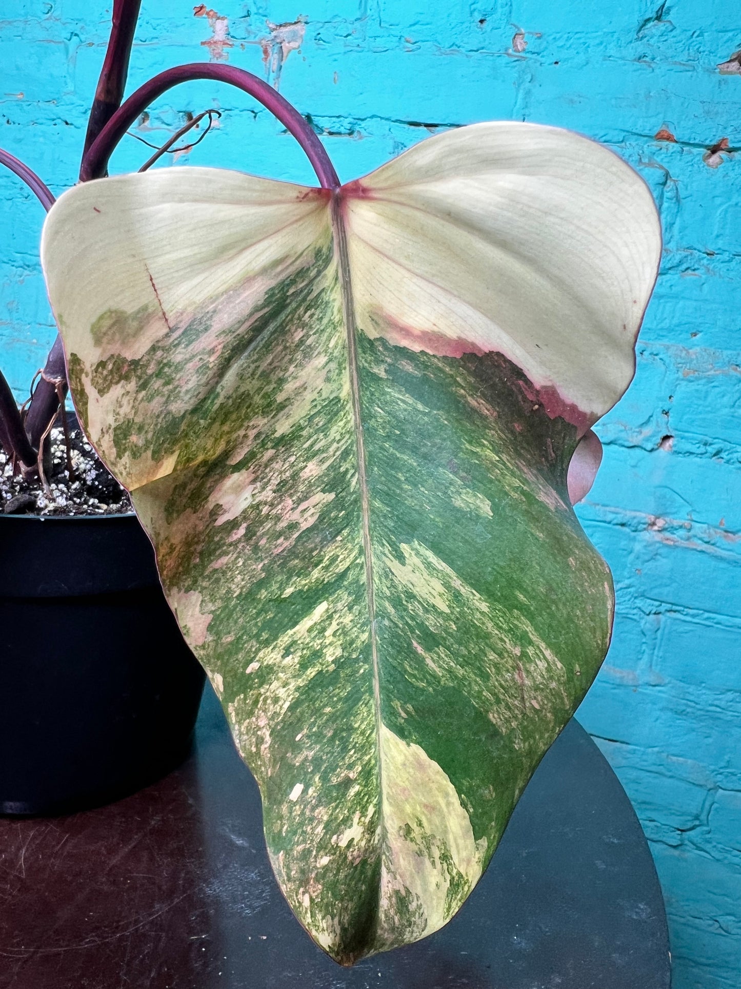 Philodendron-Strawberry Milkshake 6”