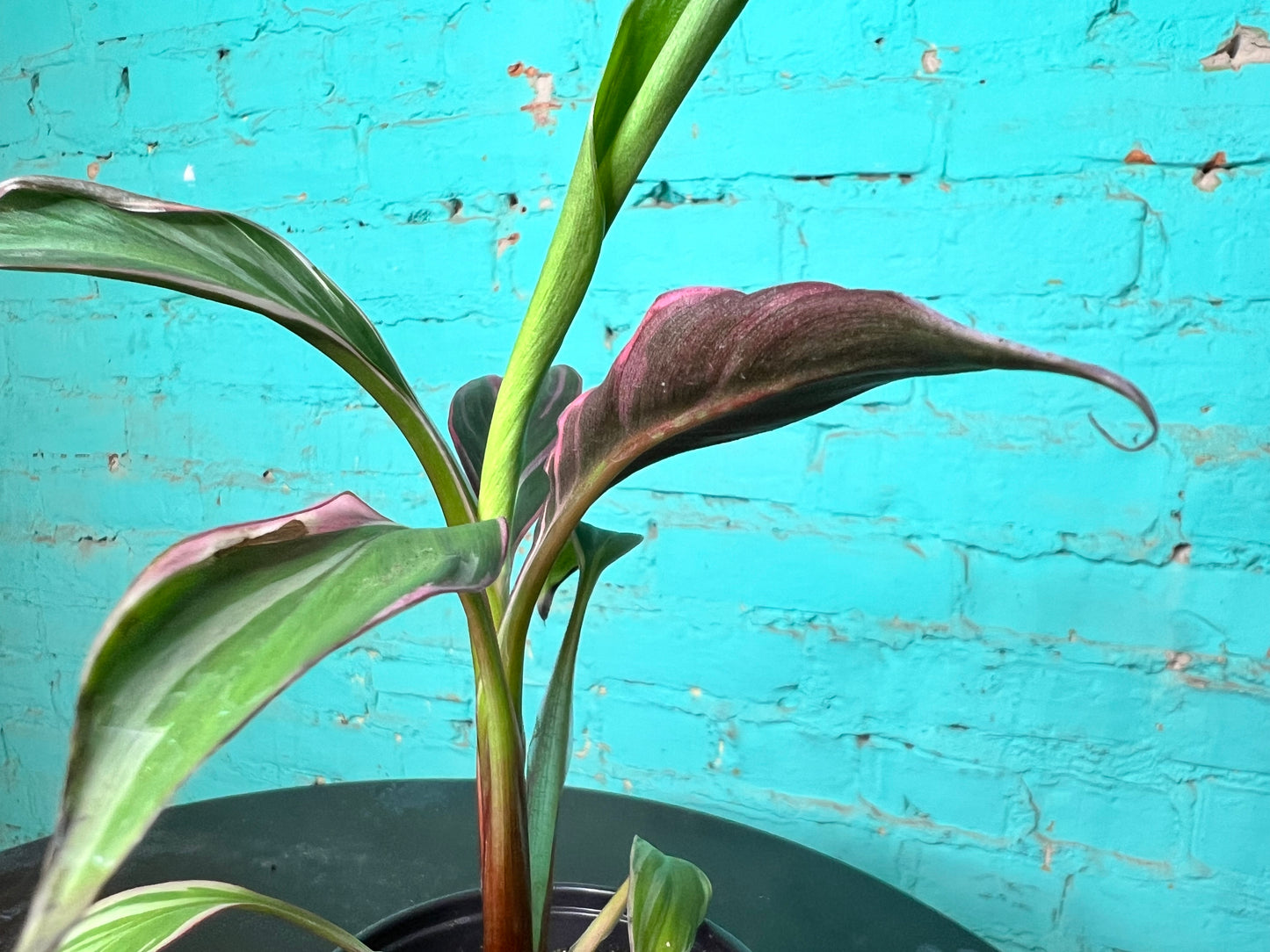 Musa Nono Pink 4”