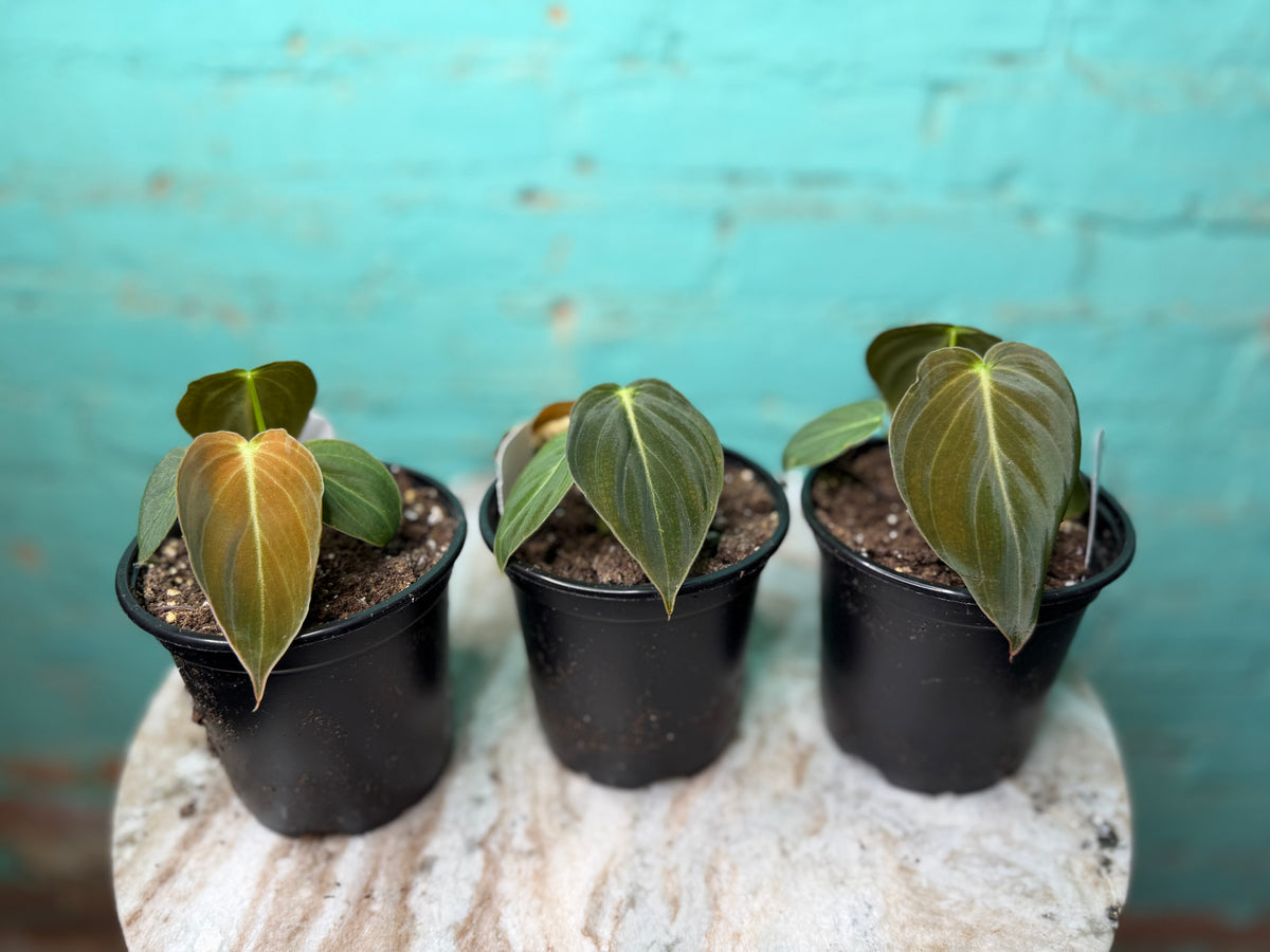 Philodendron Melanochrysum ‘Black Gold’ 4”
