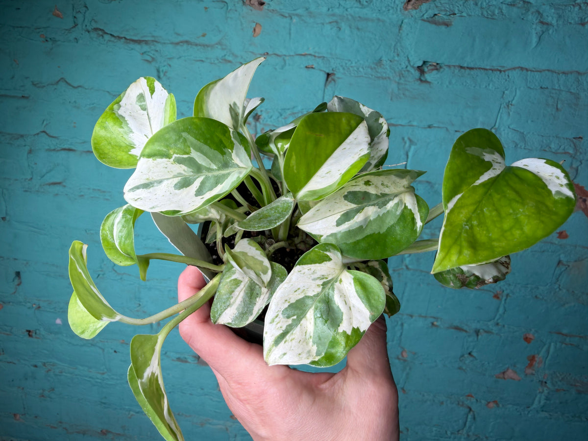 Pothos Pearls & Jade 4”