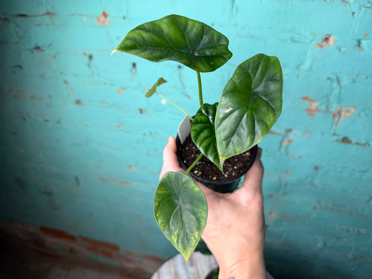 Alocasia Quilted Dreams 4”