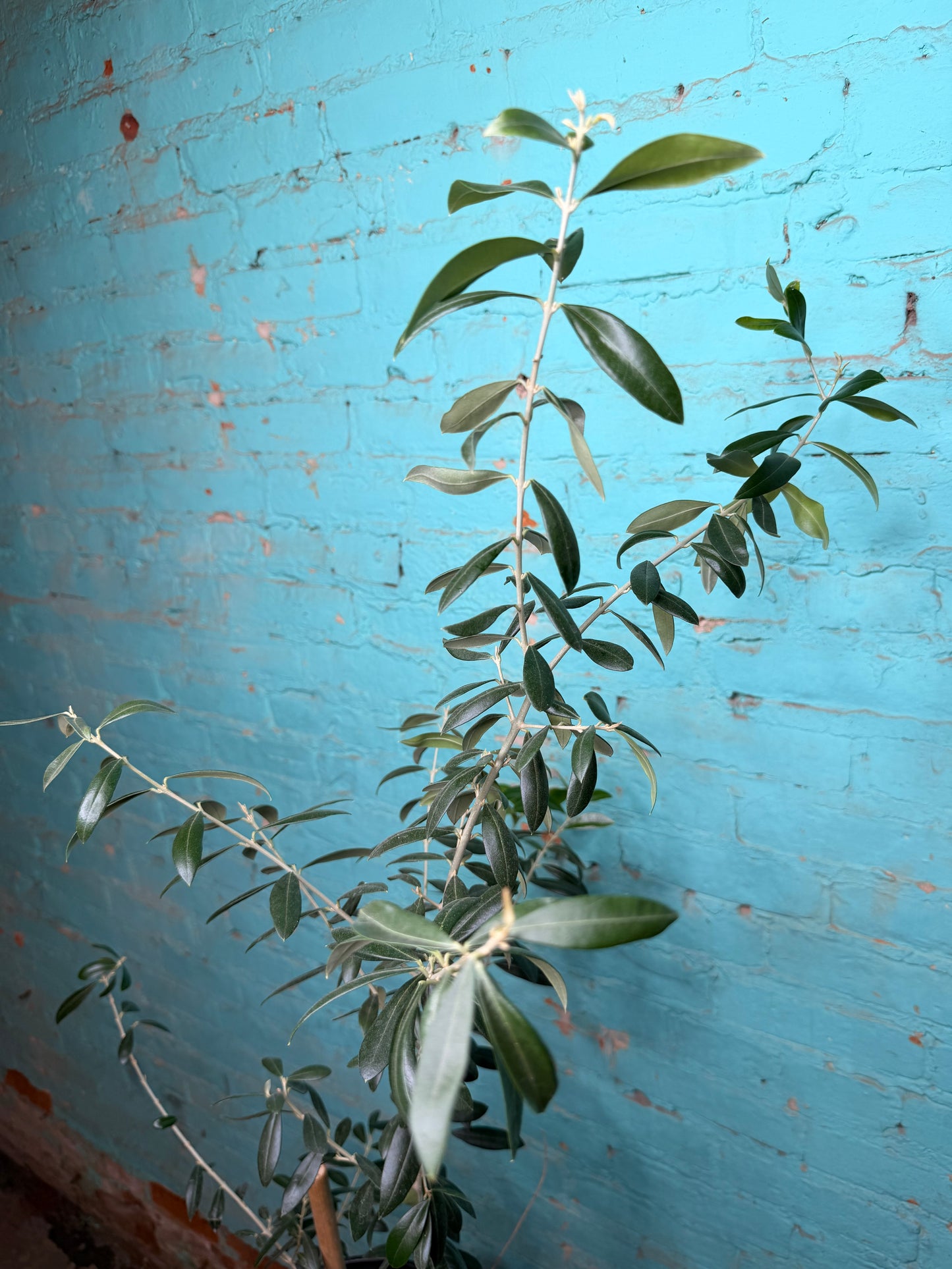 European Olive Tree 8”