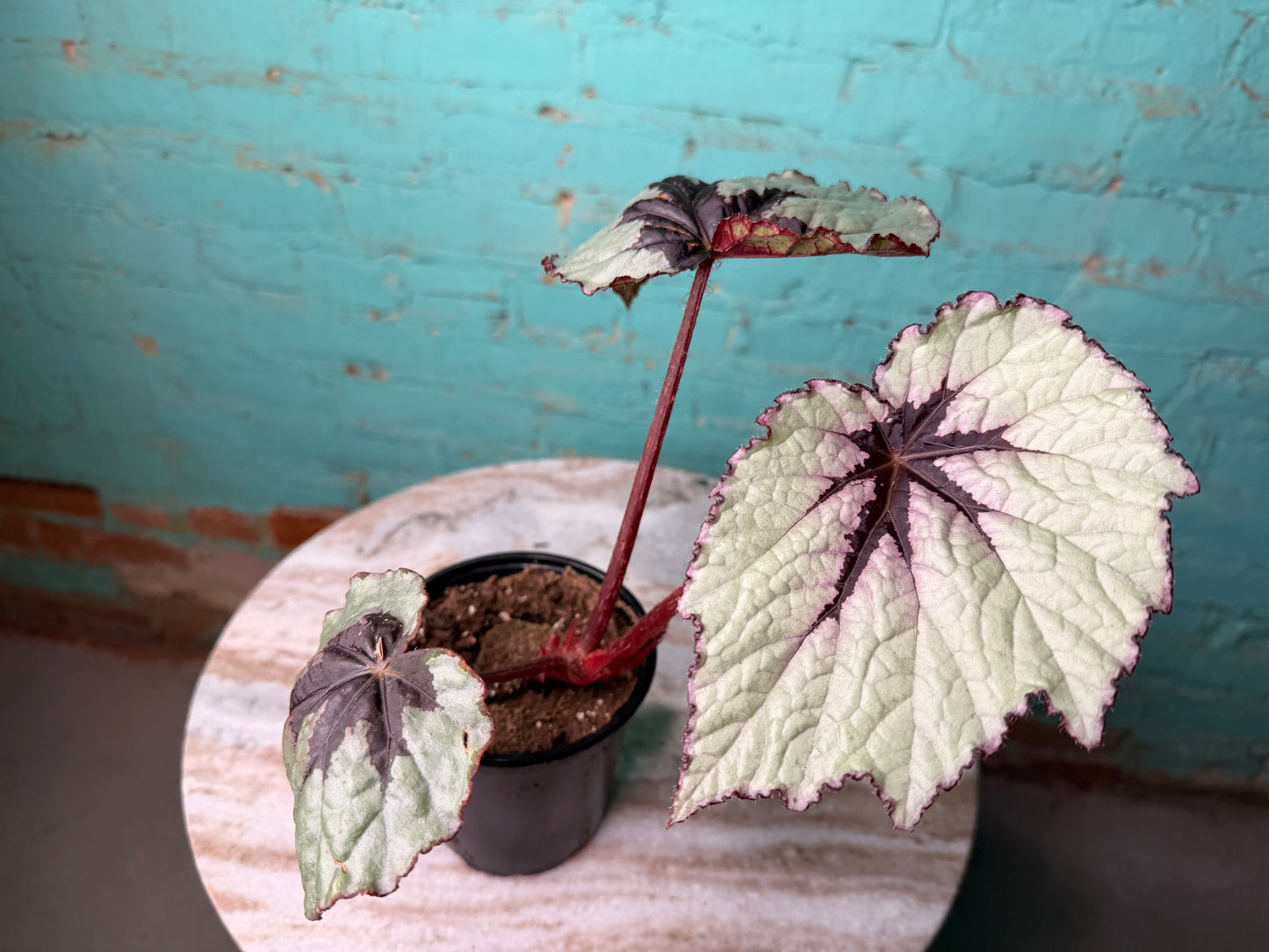 Begonia T-Rex ‘First Blush’