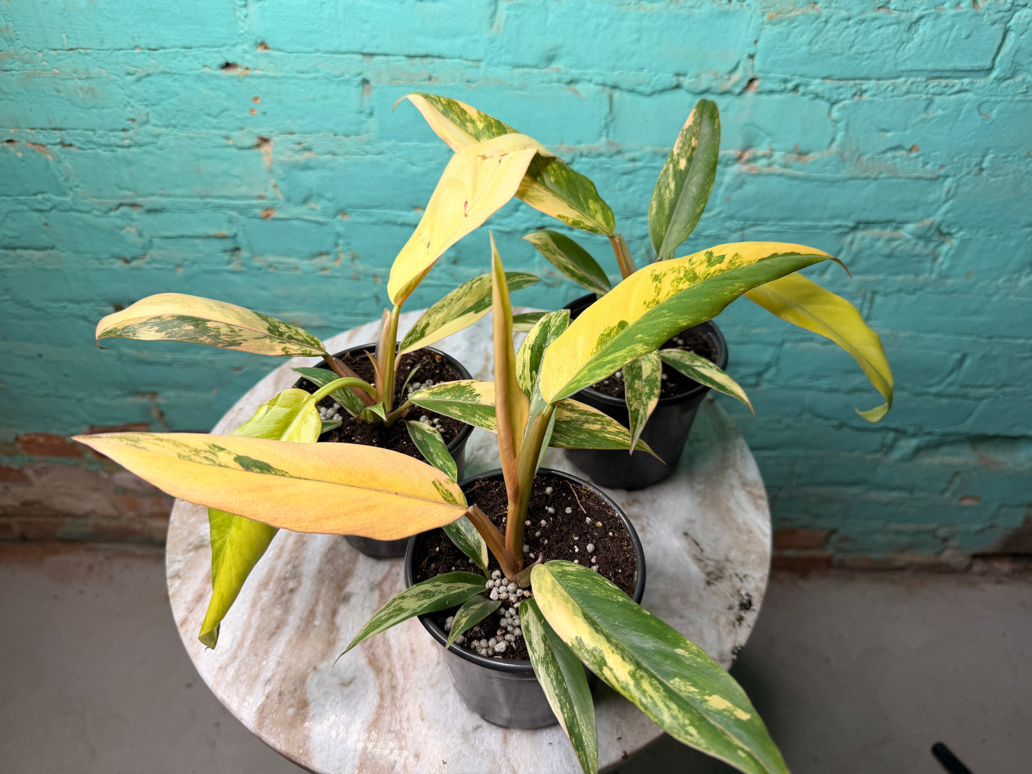 Philodendron Carmel Marble 4”