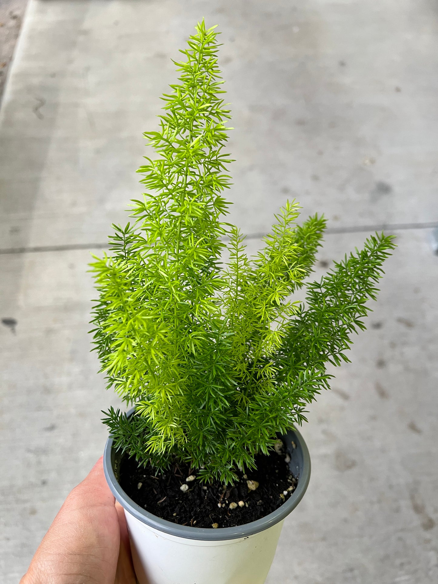 Foxtail Fern