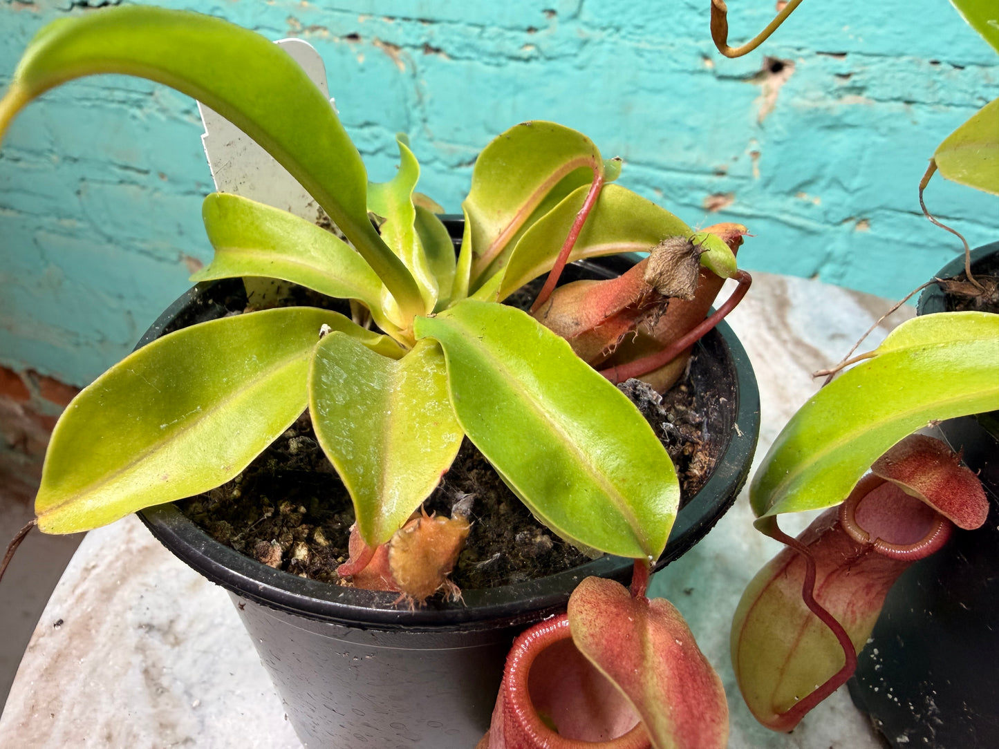 Nepenthes Pitcher Plant “Alata” 4”