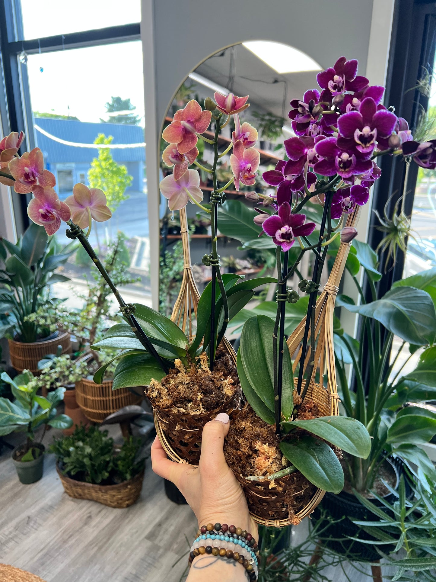 Moth Orchids with hanger