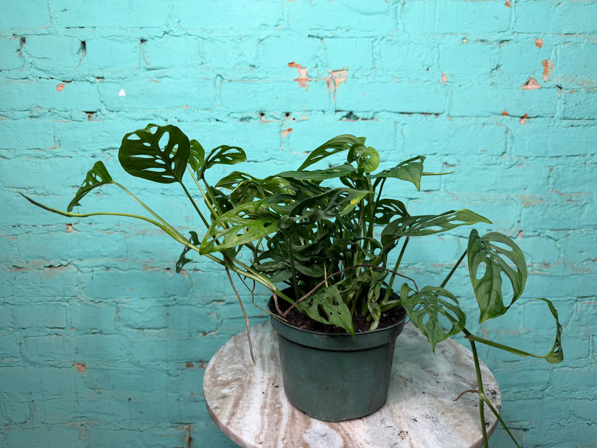 Monstera Adansonii ‘Swiss Cheese’ 6”