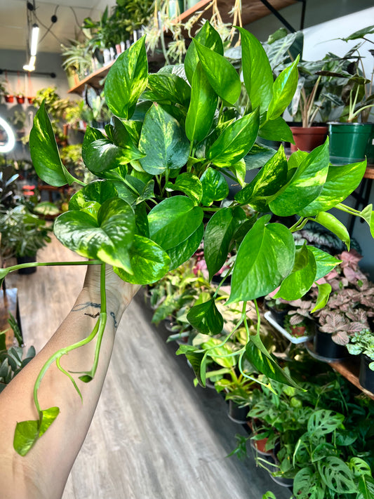 Golden Pothos 6”