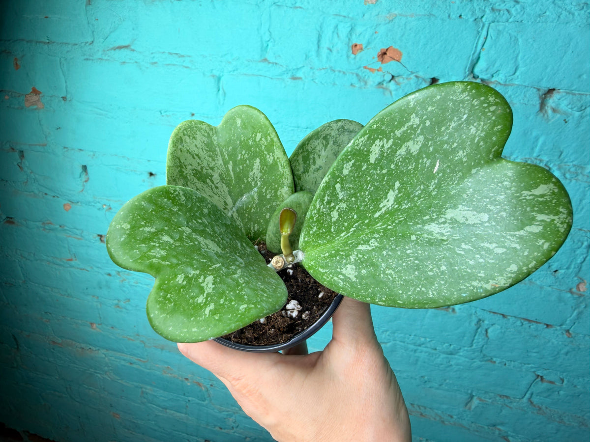 Hoya Kerri “Heart Rope” Splash 4”