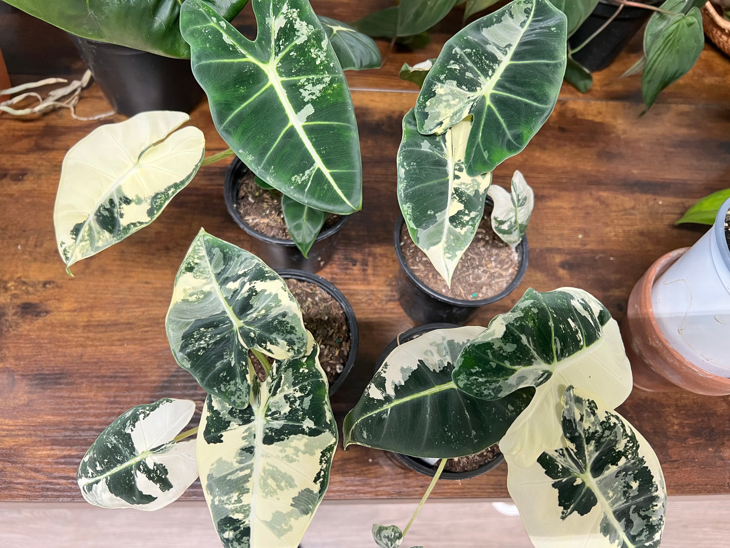 Alocasia Frydrek variegated 4” Blue albo