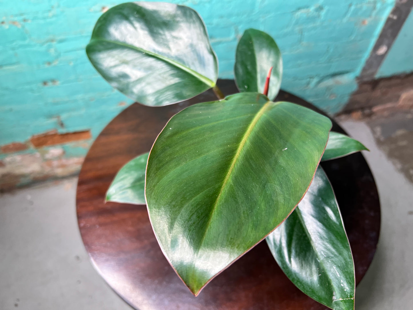 Philodendron Red Congo 6”