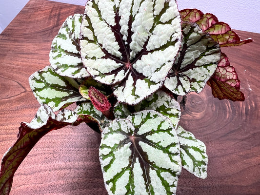 Begonia 'Pin Stripe’