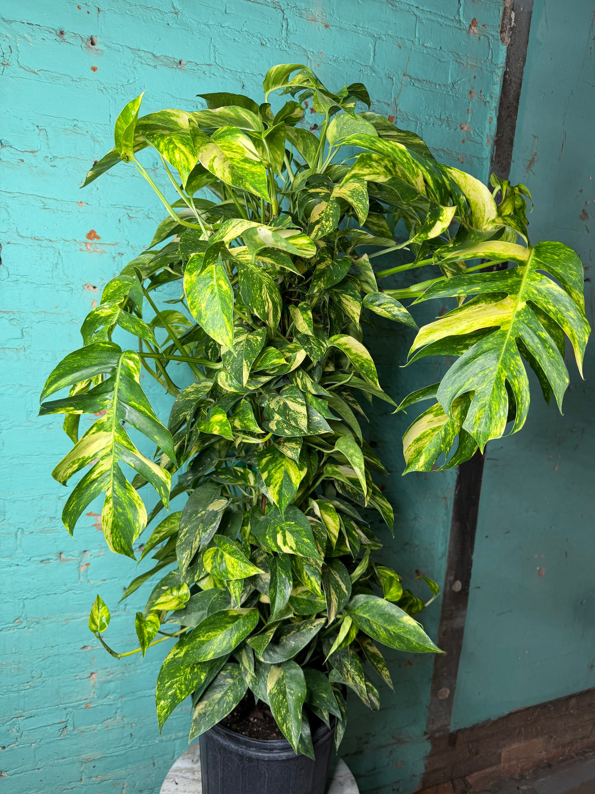 Epipremnum Pinnatum Yellow Flame 10” totem 47”