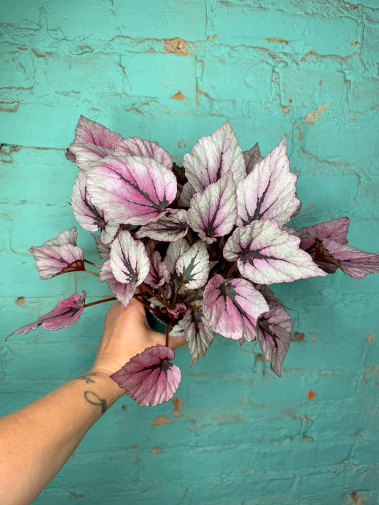 Begonia Rex “Shadow King Pink”