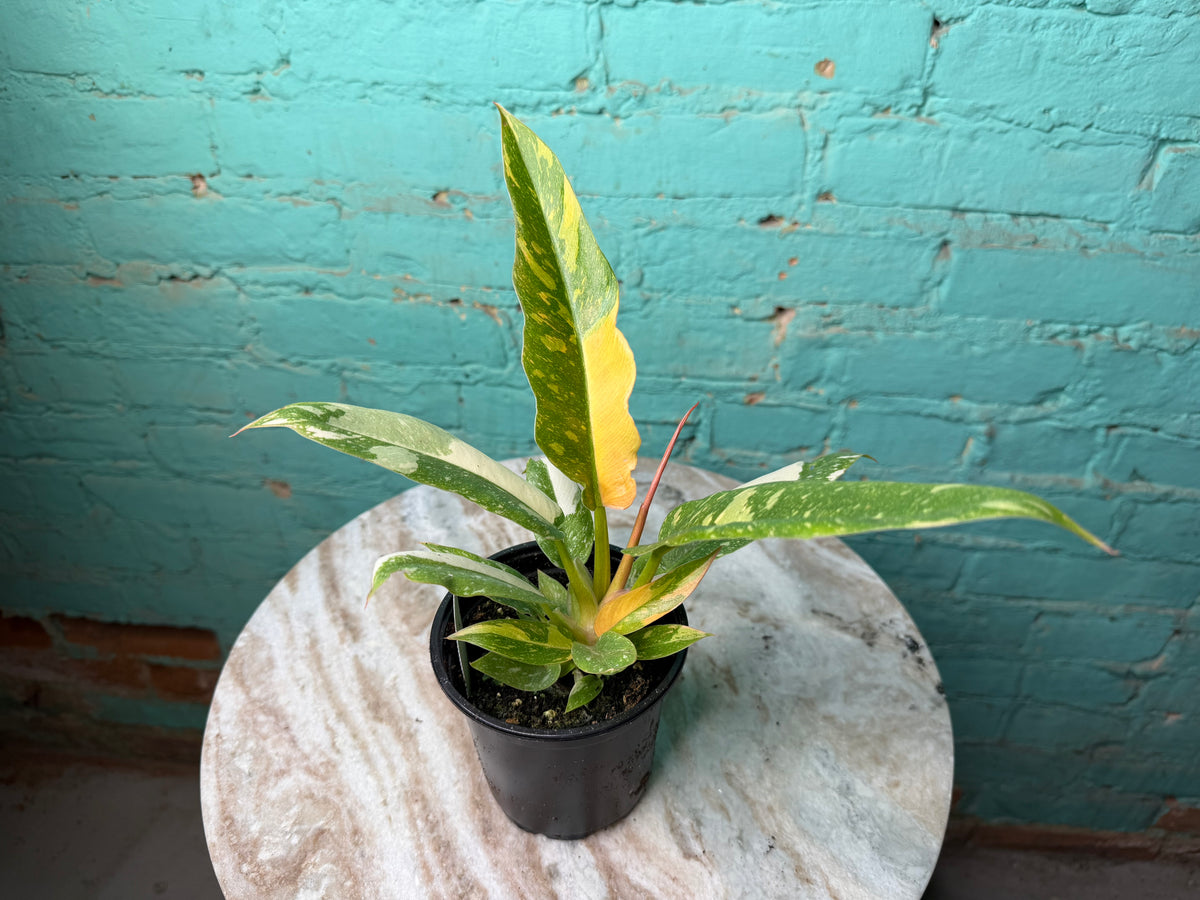 Philodendron Ring of Fire