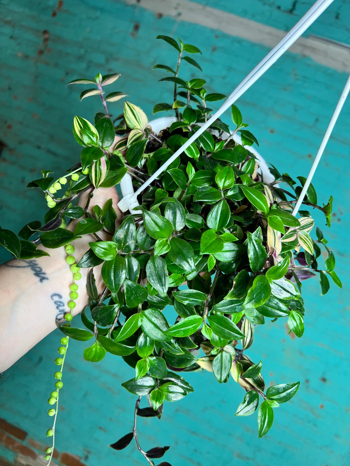 Wandering Jew Rainbow 6” basket