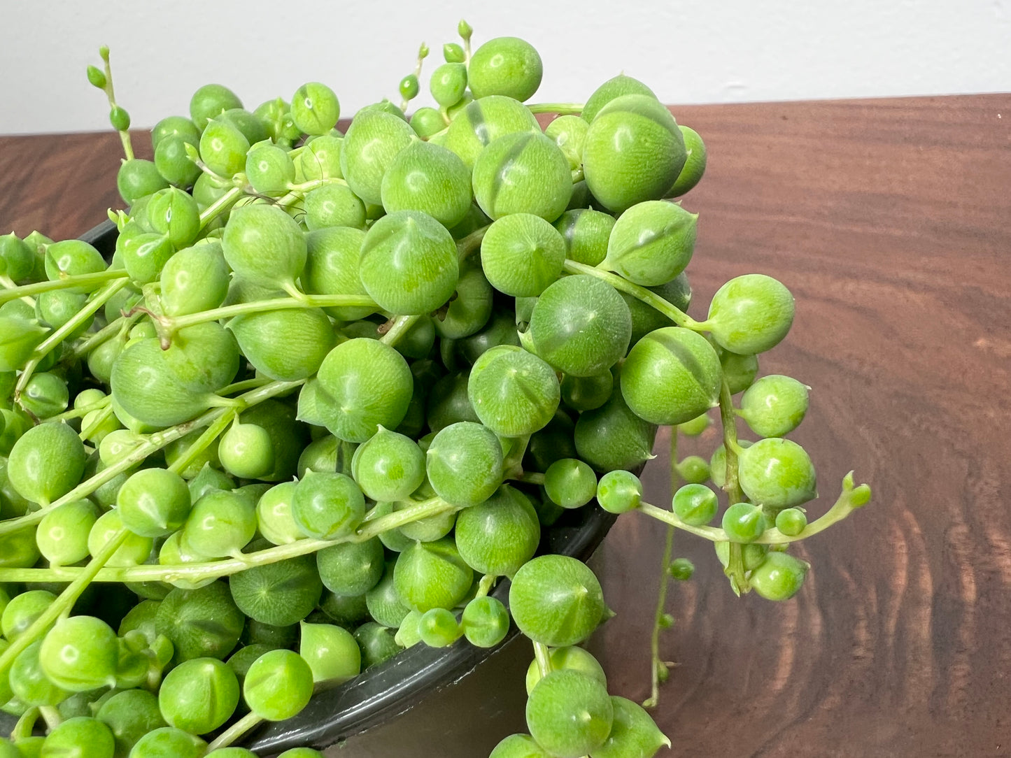 String of Pearls (4inch pot)