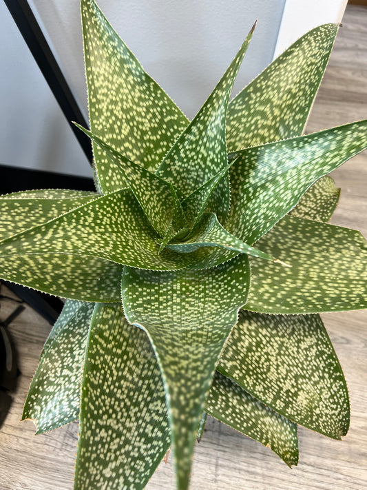 Aloe Deltiodeodort NO SHIPPING