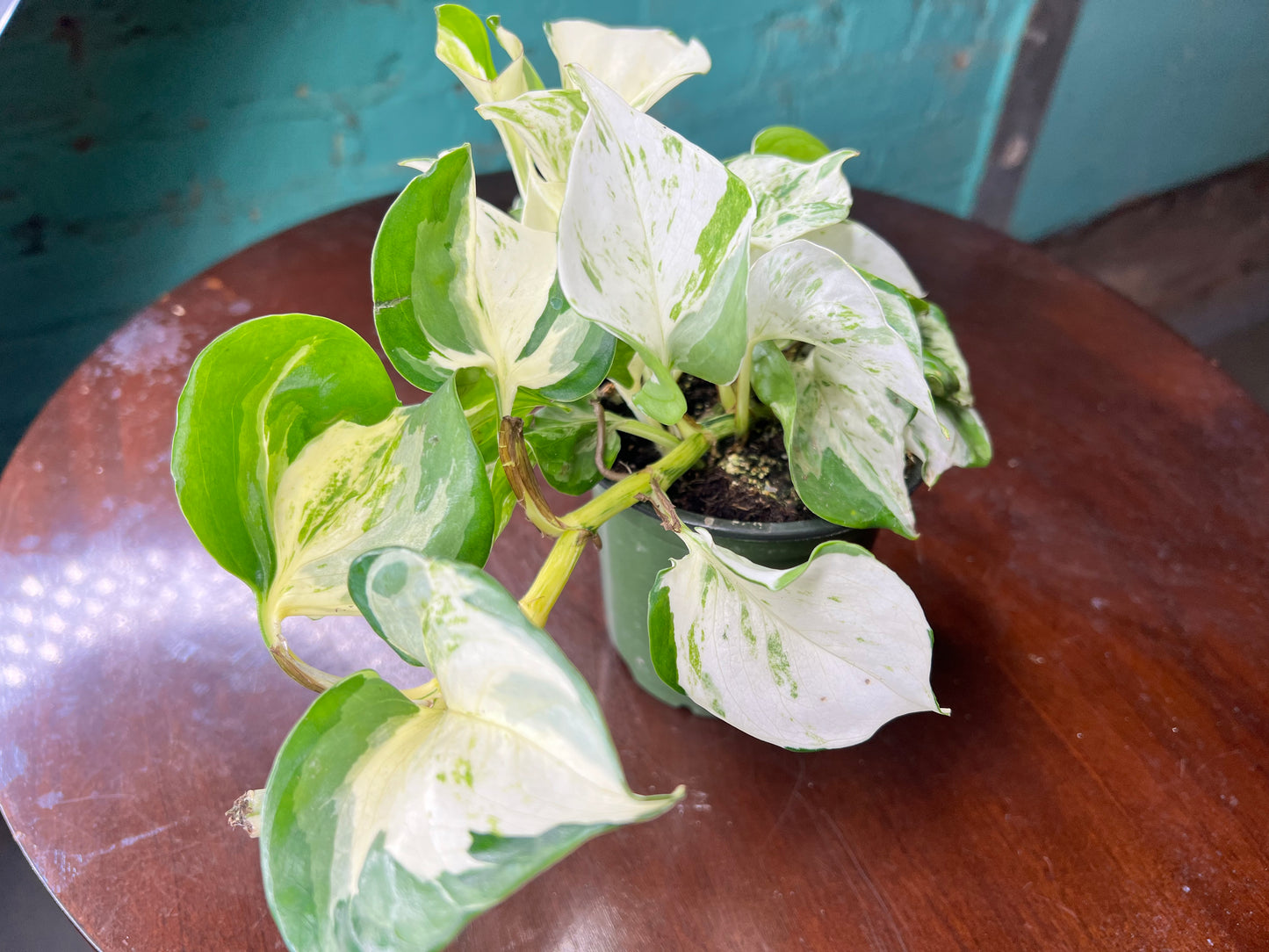 Manjula Pothos 4”
