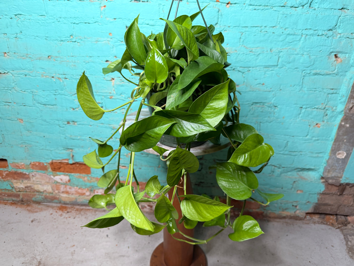 Pothos Jade 8” Basket