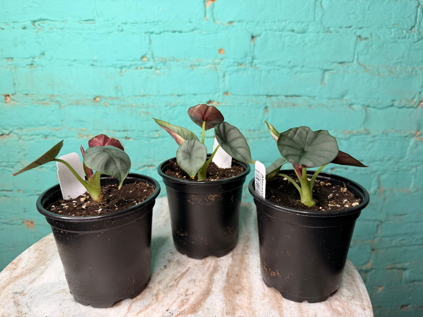 Alocasia Imperialis 4”