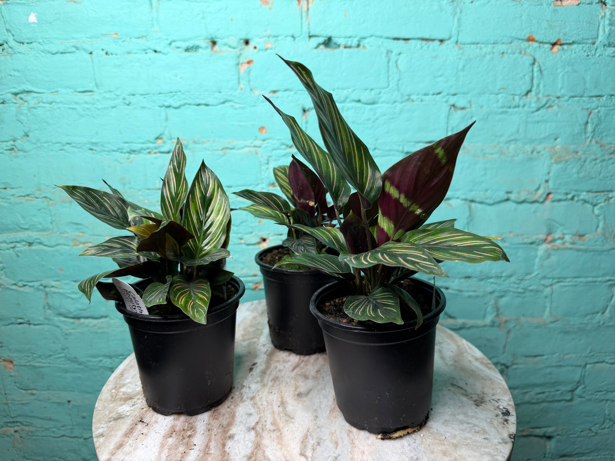 Calathea Orante 4”