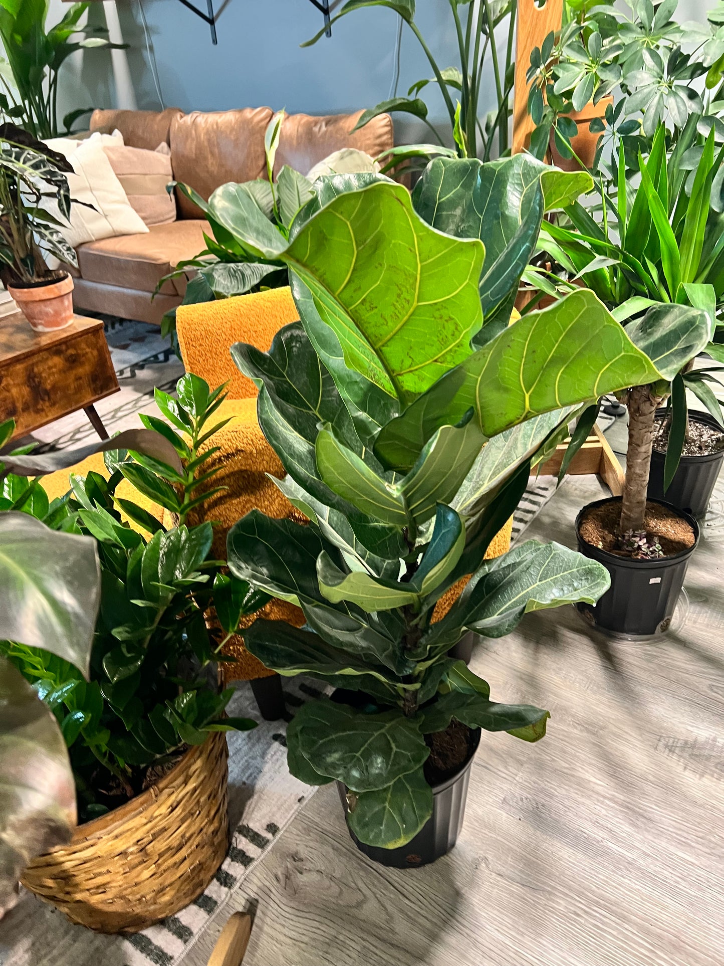 Fiddle fig 8”