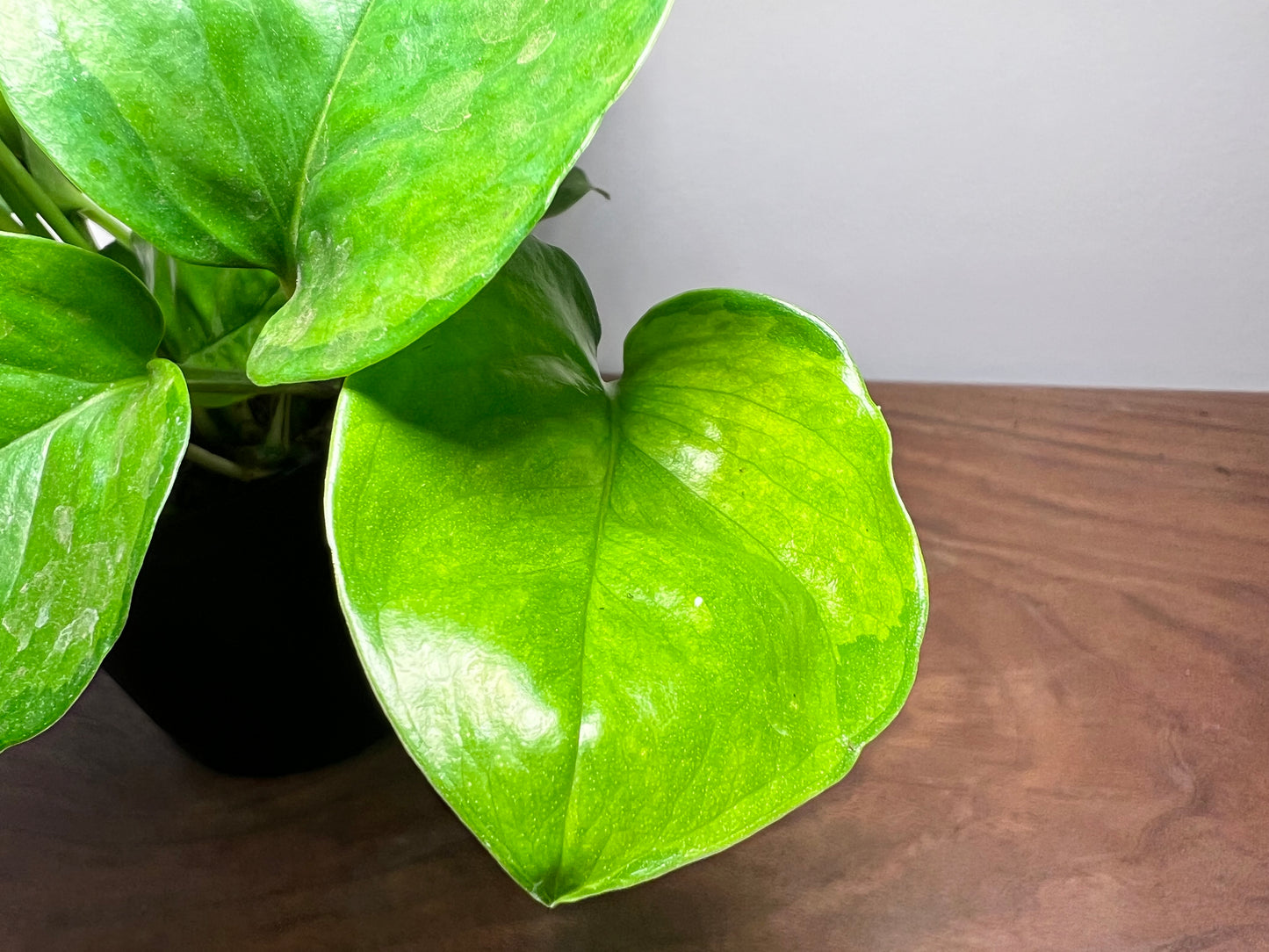 Pothos Lemon Top 6”