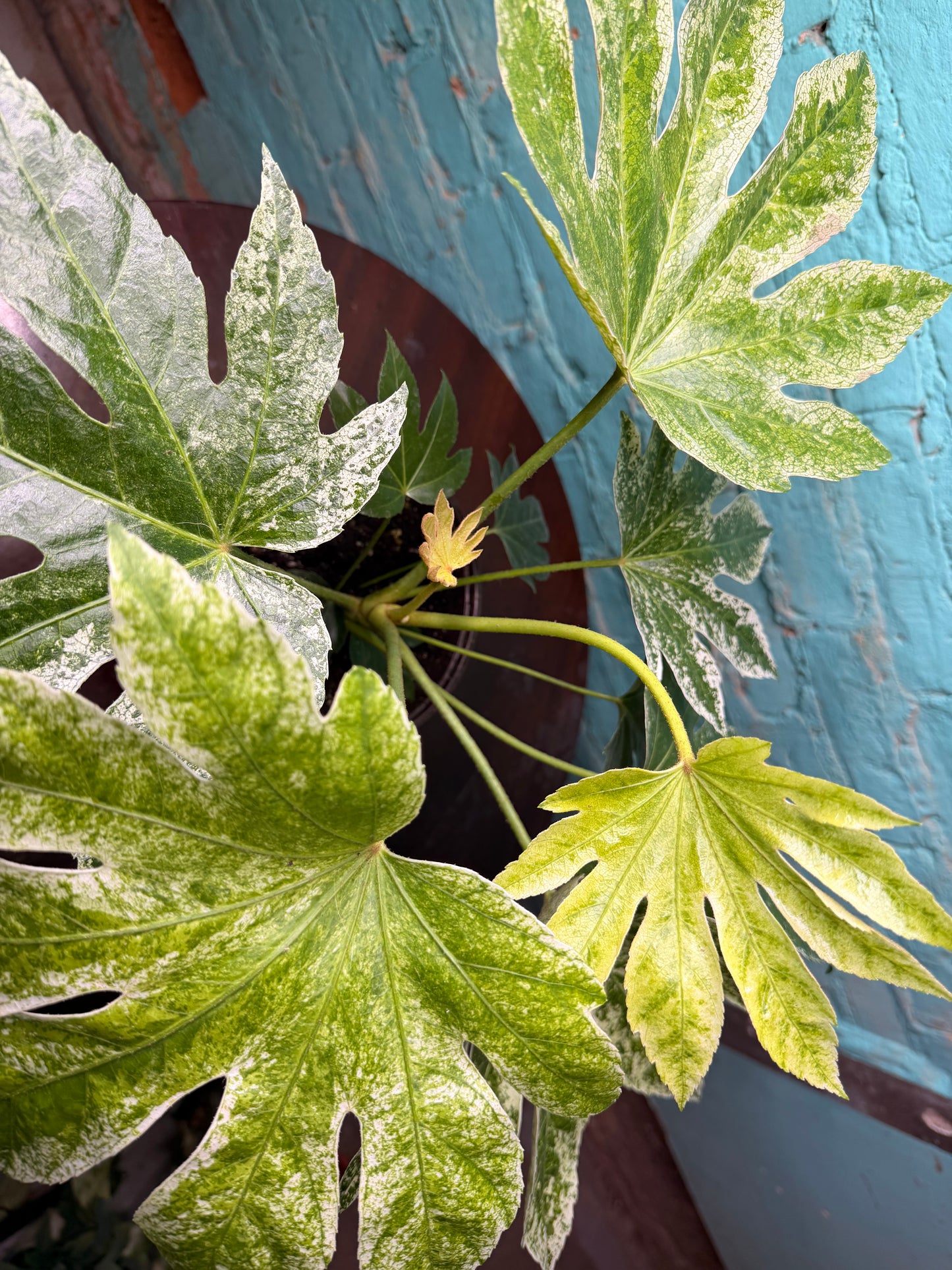 Fatsia Varegated 6”