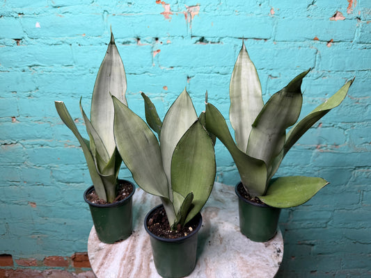 Snake Plant ‘Moonlight’