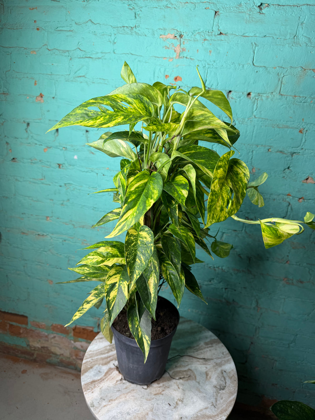 Epipremnum Pinnatum Yellow Flame 6” totem