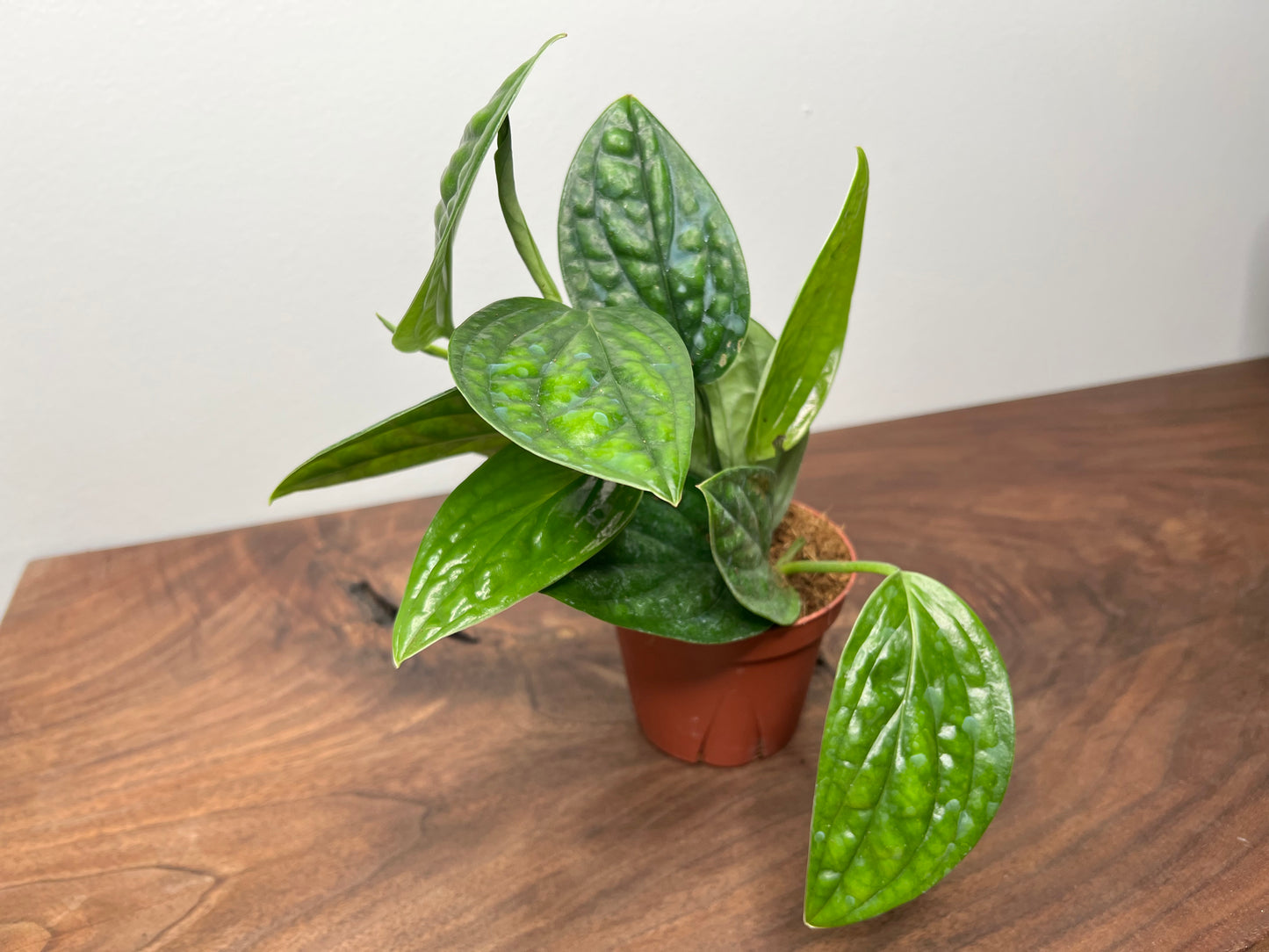 Monstera Peru 4”