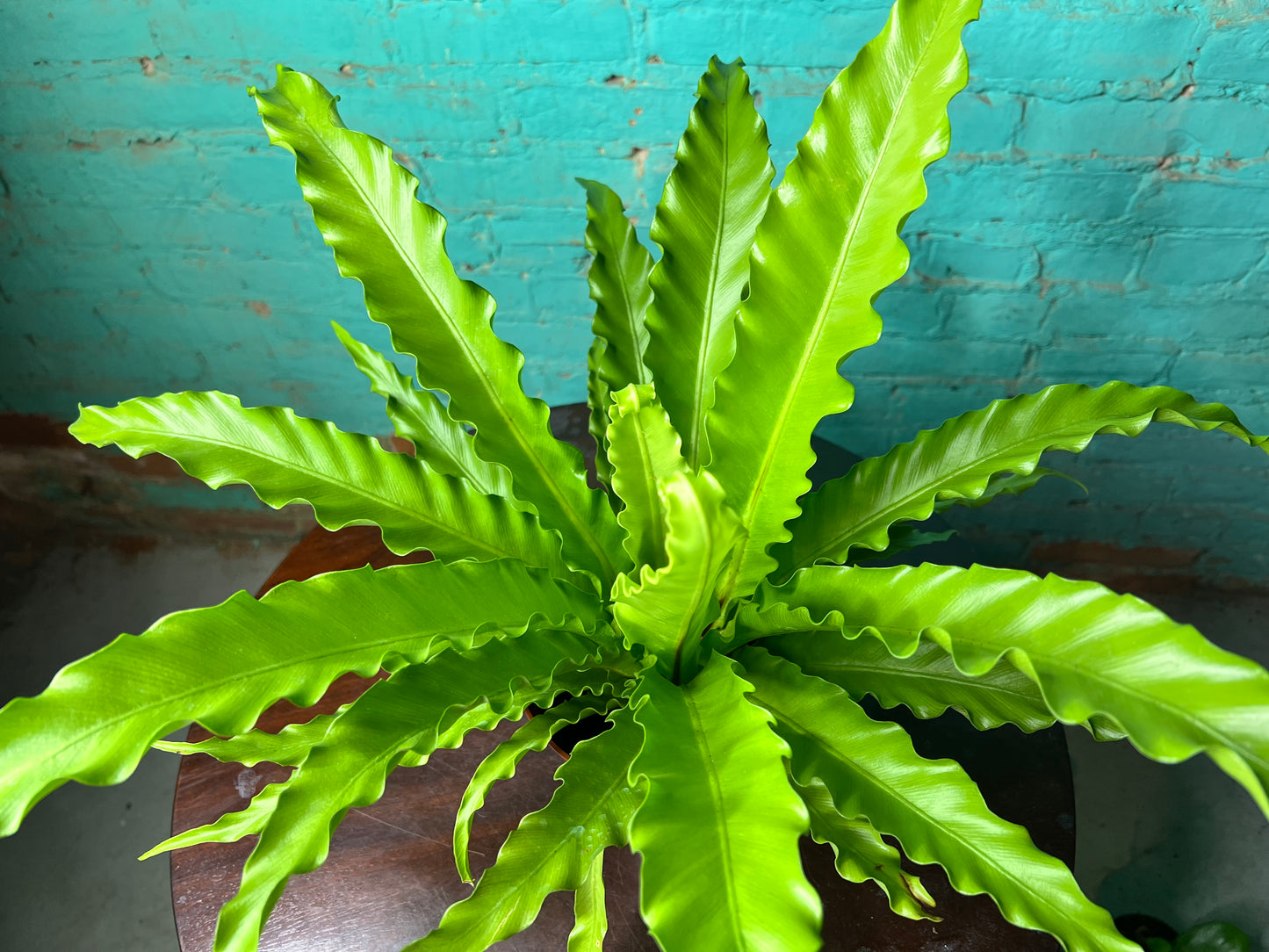 Bird’s Nest Fern curly 6”