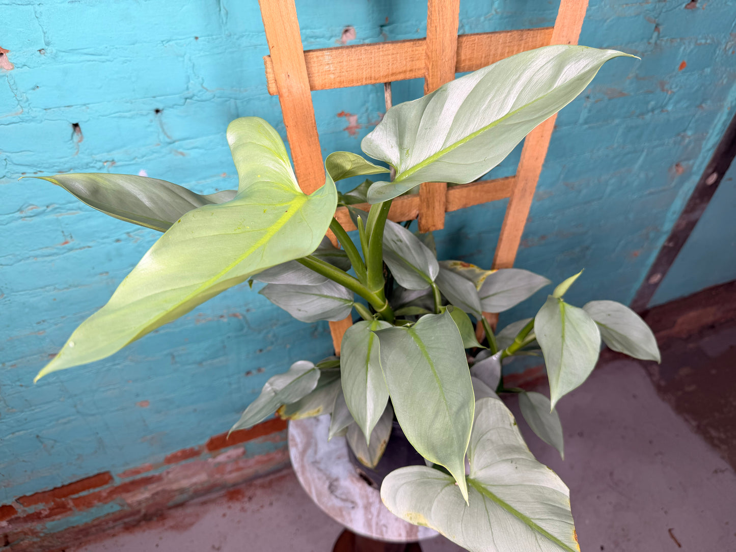 Philodendron Silver Sword Trellis 10”