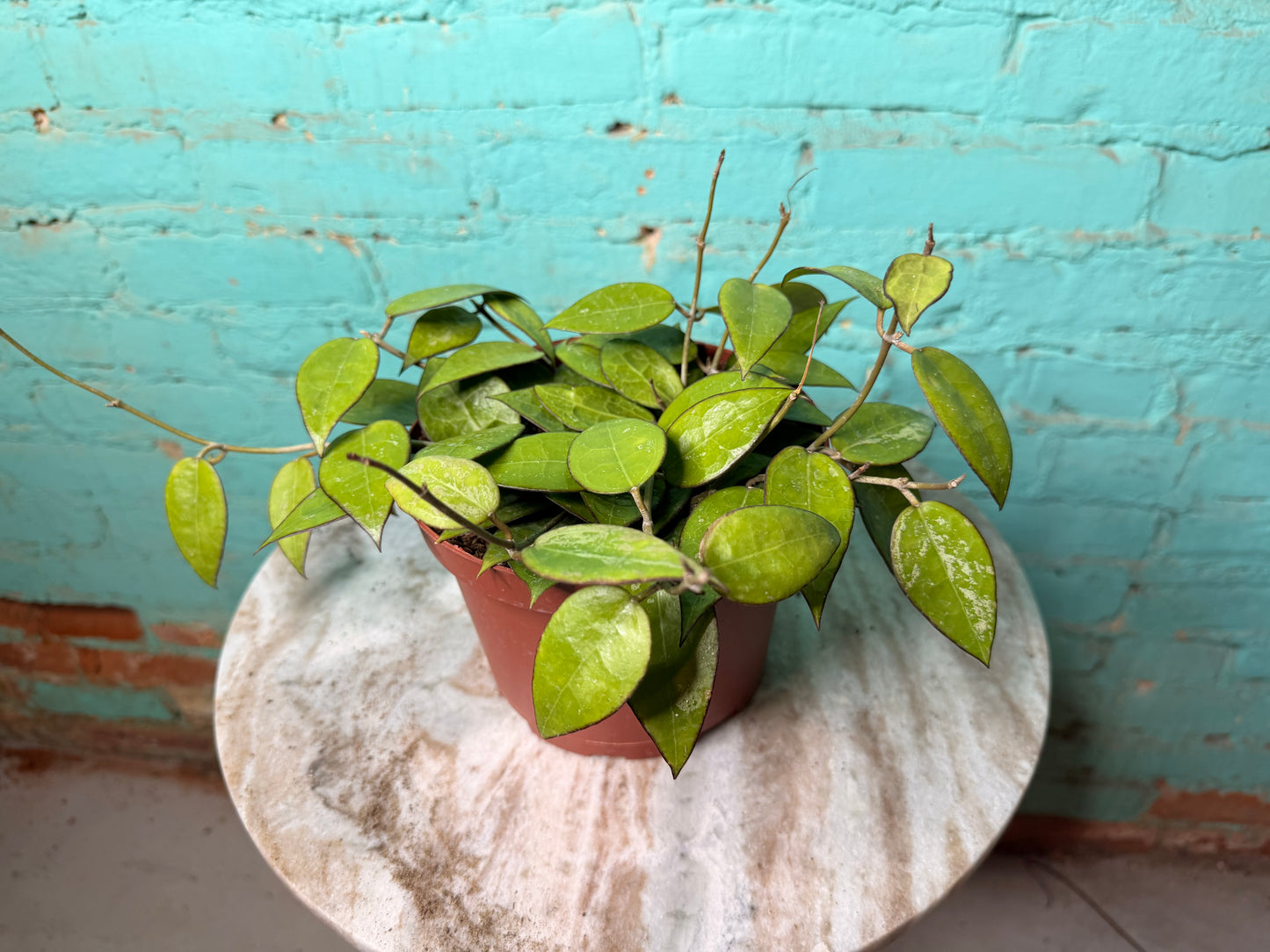 Hoya Lacunosa 6”