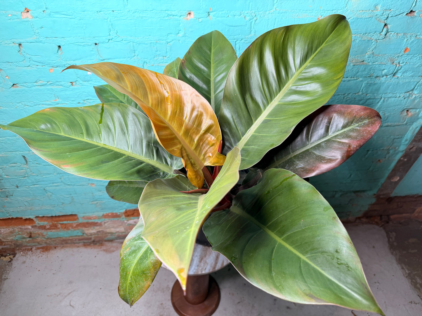 Philodendron Imperial Red 10”