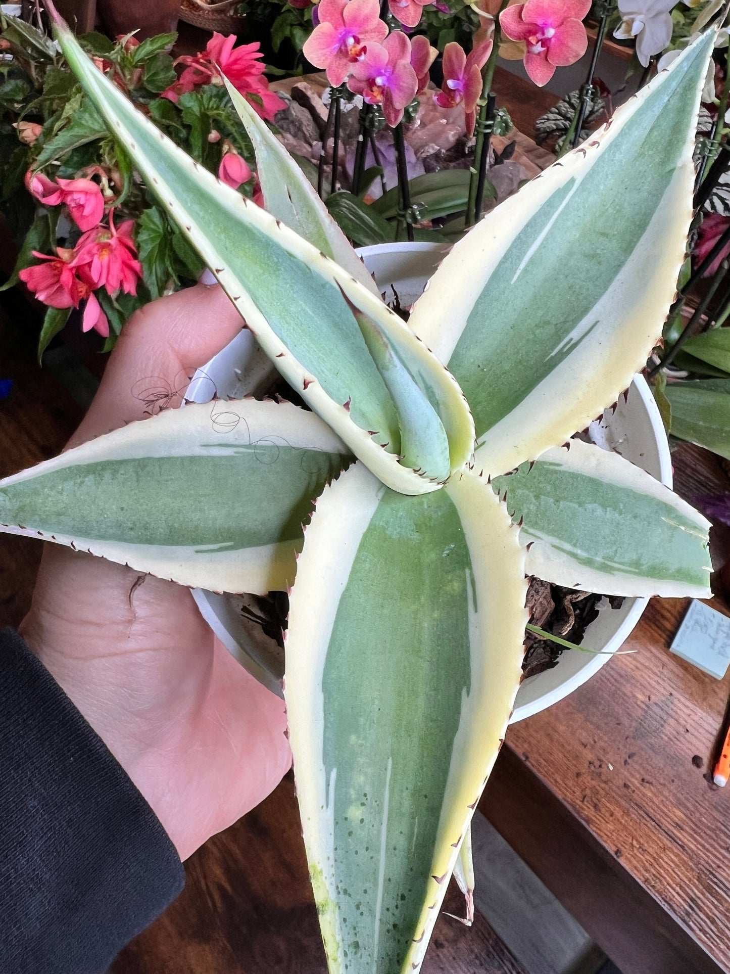 Agave Slivery 4”