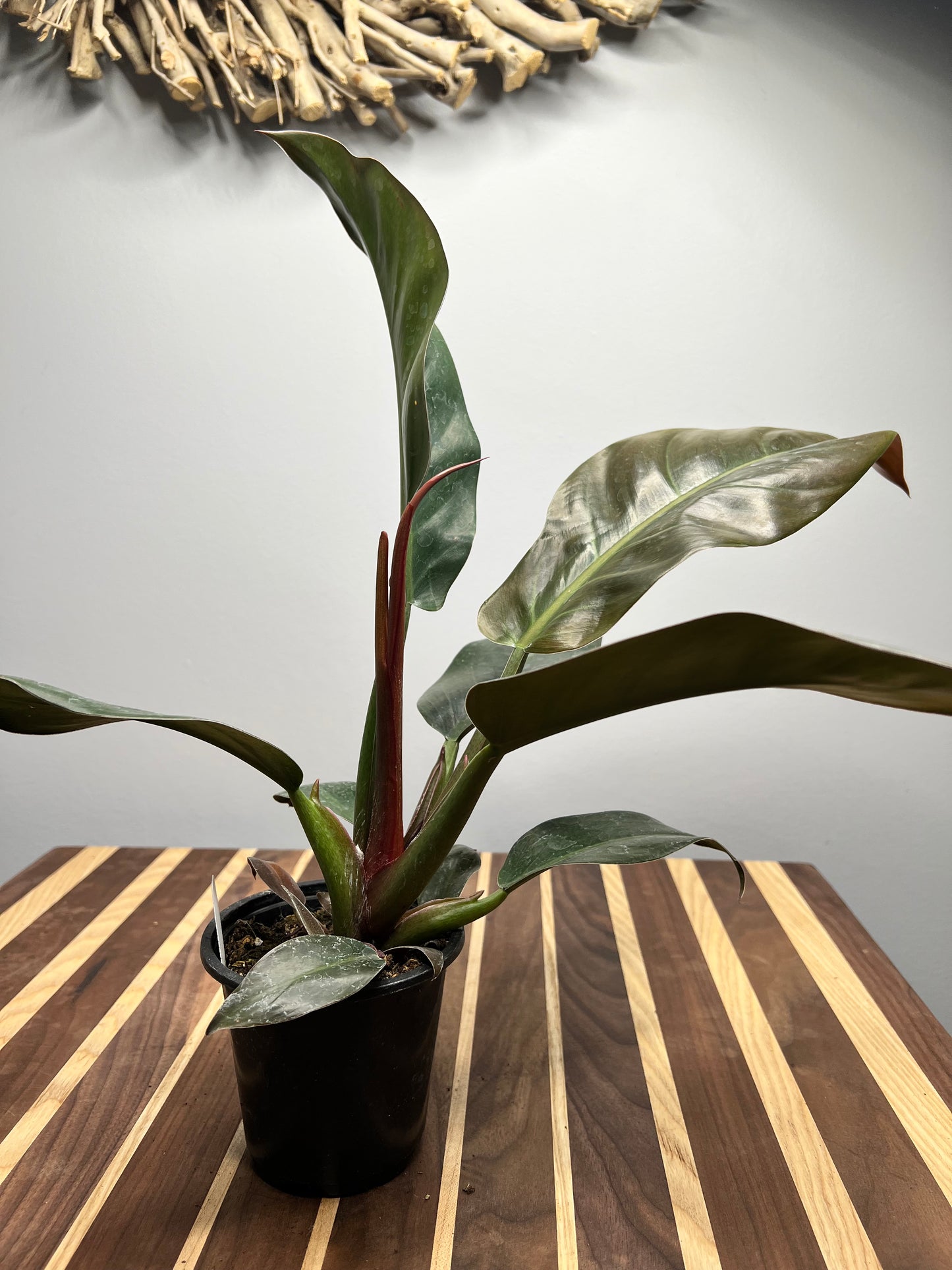 Philodendron Imperial Red  4”