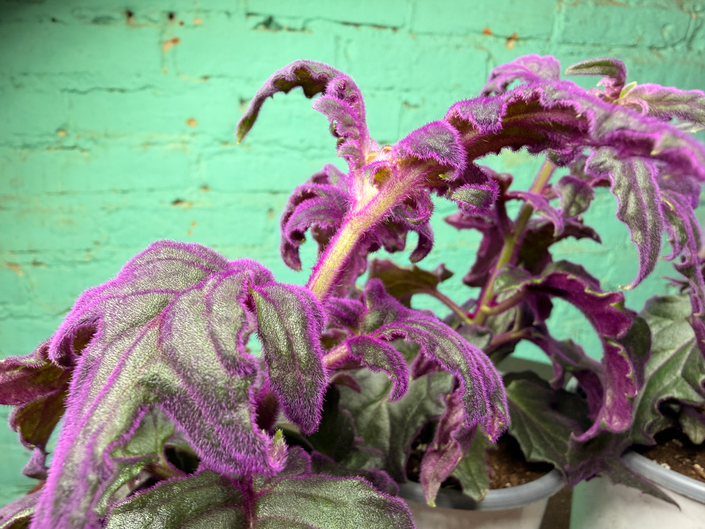 Purple Passion Plant 4”