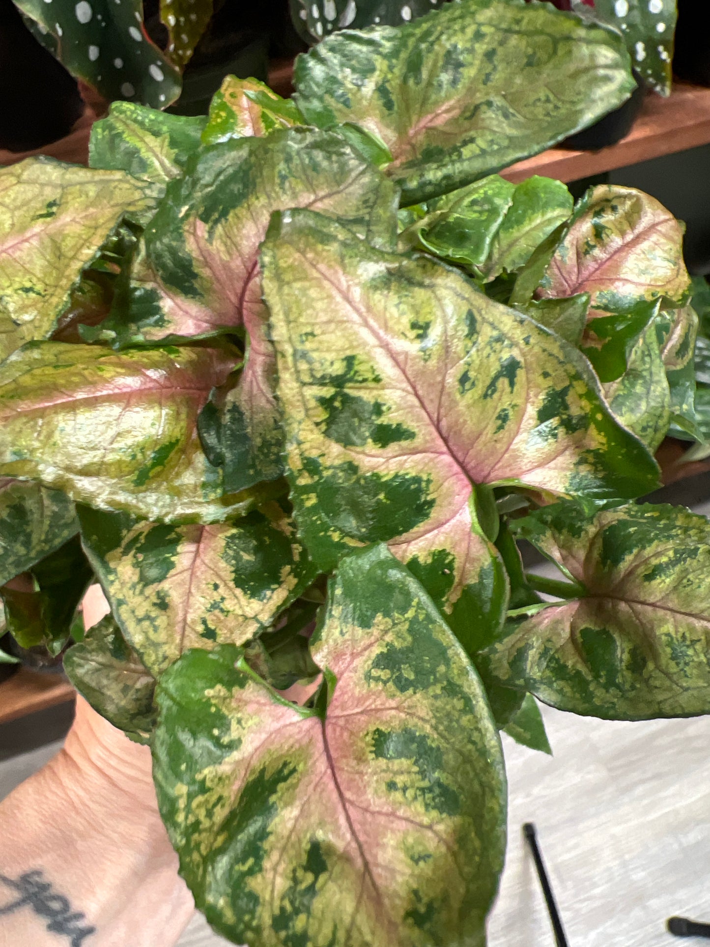Syngonium pink pass