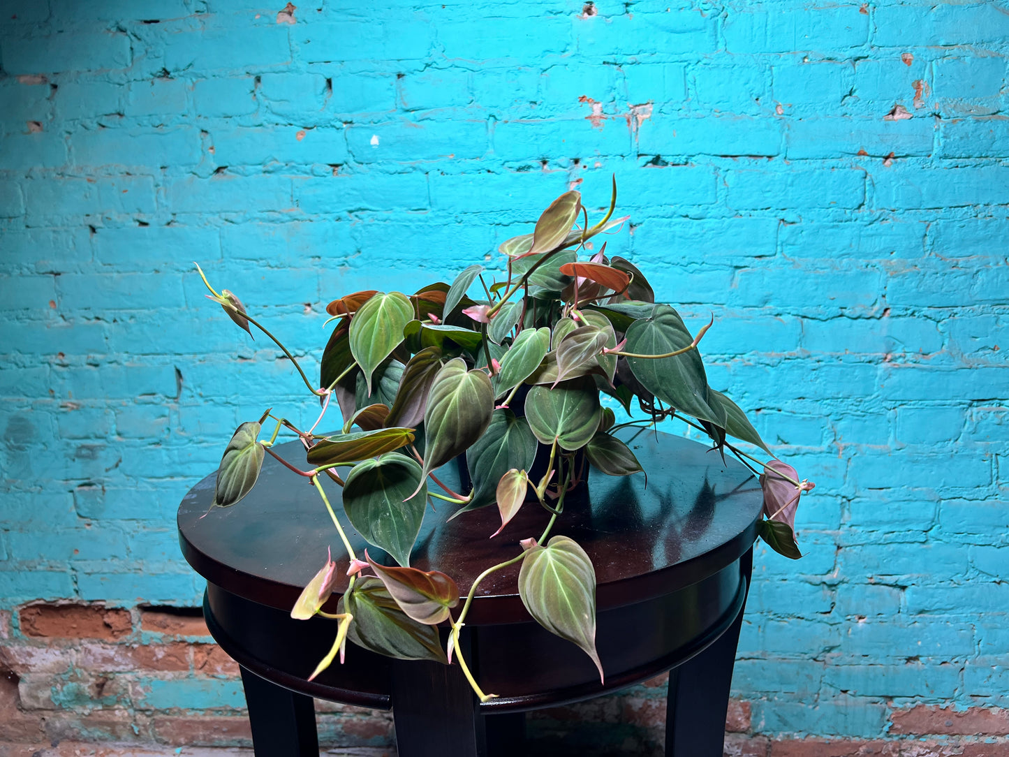 Philodendron Mican 6”