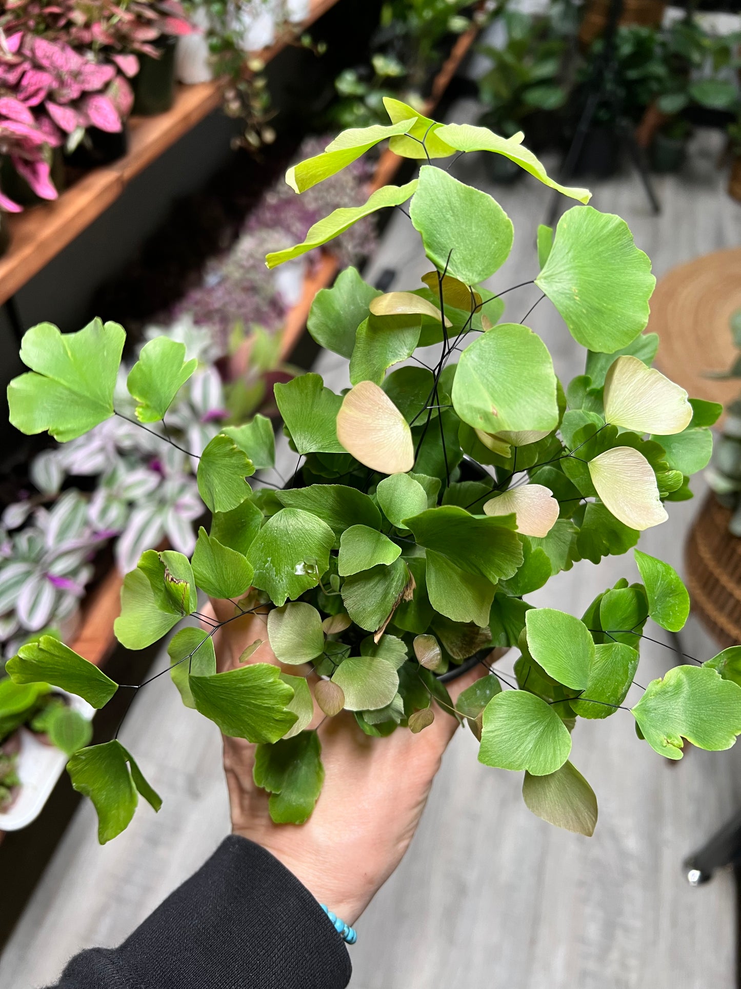 Maiden Hair Fern