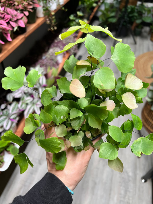 Maiden Hair Fern