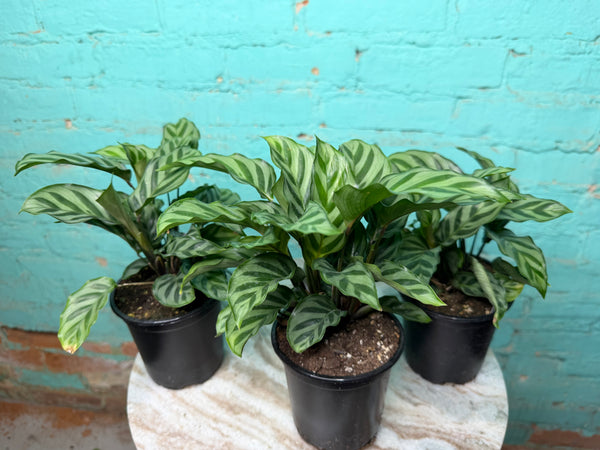 Calathea Freddie 4”