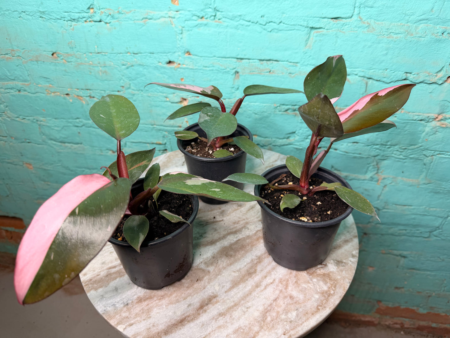 Philodendron Pink Princess  4”