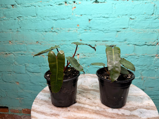 Philodendron Black Billietiae 4”